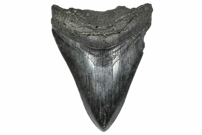 Fossil Megalodon Tooth - South Carolina #368020